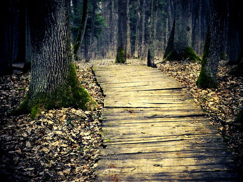 wooden path in the forest, path, forest, nature, trees, HD wallpaper