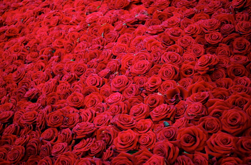 Roses, red, red roses, rose, red flower, red rose, red flowers, flower, flowers, many, HD wallpaper