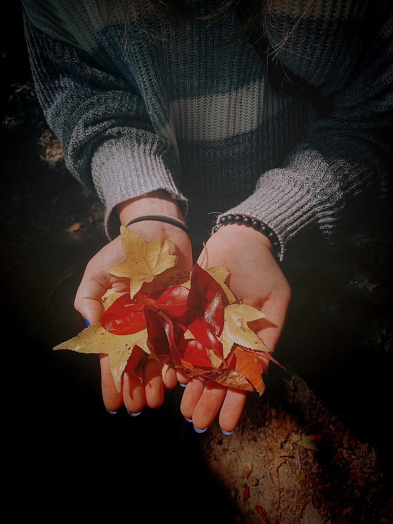 Person holding brown and red leaves, HD phone wallpaper | Peakpx