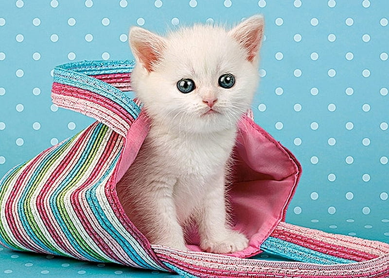 Kitten, cute, bag, pink, cat, pisici, sweet, blue, HD wallpaper