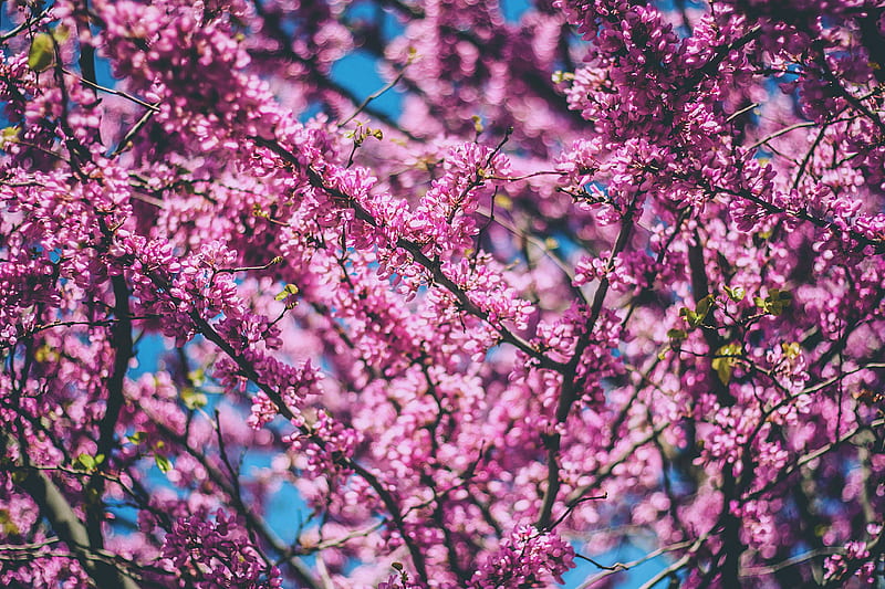 Pink Tree Branches , trees, pink, nature, HD wallpaper