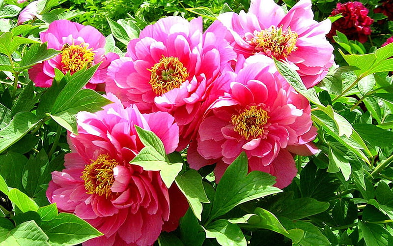 Pink peonies, yellow, bonito, leaf, peony, green, flower, garden