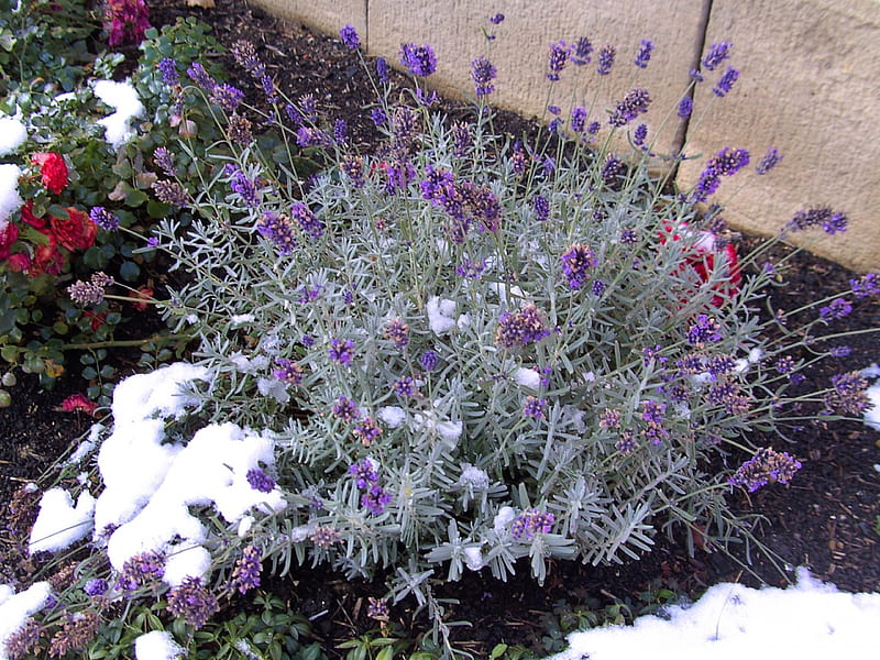 Lavender with Snow , snow, herbs, flowers, garden, nature, lavender, winter, HD wallpaper