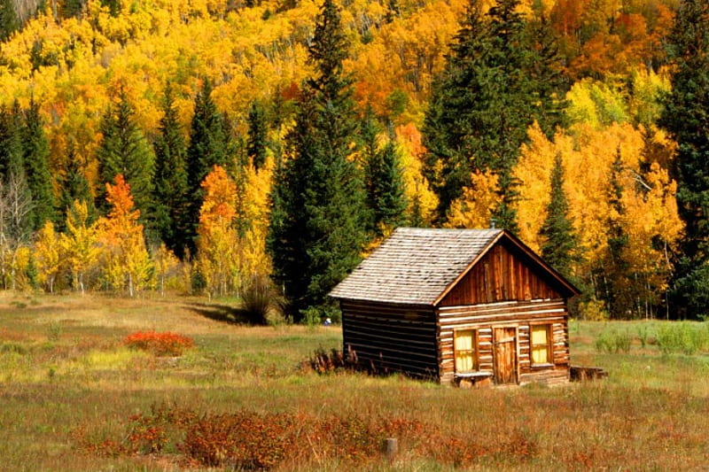 Autumn mountain, fall, autumn, hut, house, cottage, bonito, cabin, trees, foliage, mountain, sloope, nature, landscape, HD wallpaper