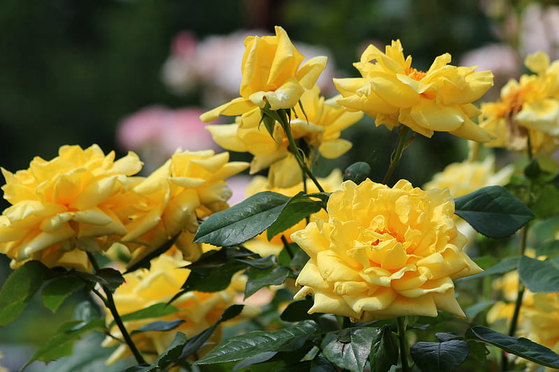Roses, green, vara, rose, summer, flower, yellow, trandafir, HD ...