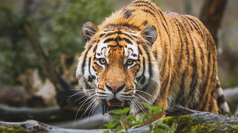 Closeup View Of Angry Face Of Tiger In Forest Background Tiger, HD wallpaper