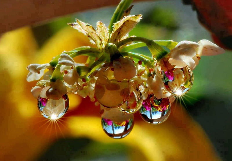 Nature's Tear Drops, tears, dew, flowers, nature, HD wallpaper