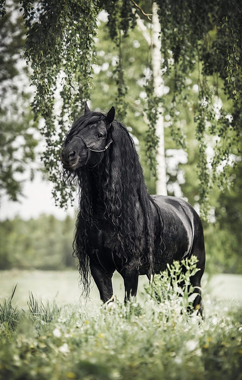At, black, horse, stallion, yesil, HD phone wallpaper