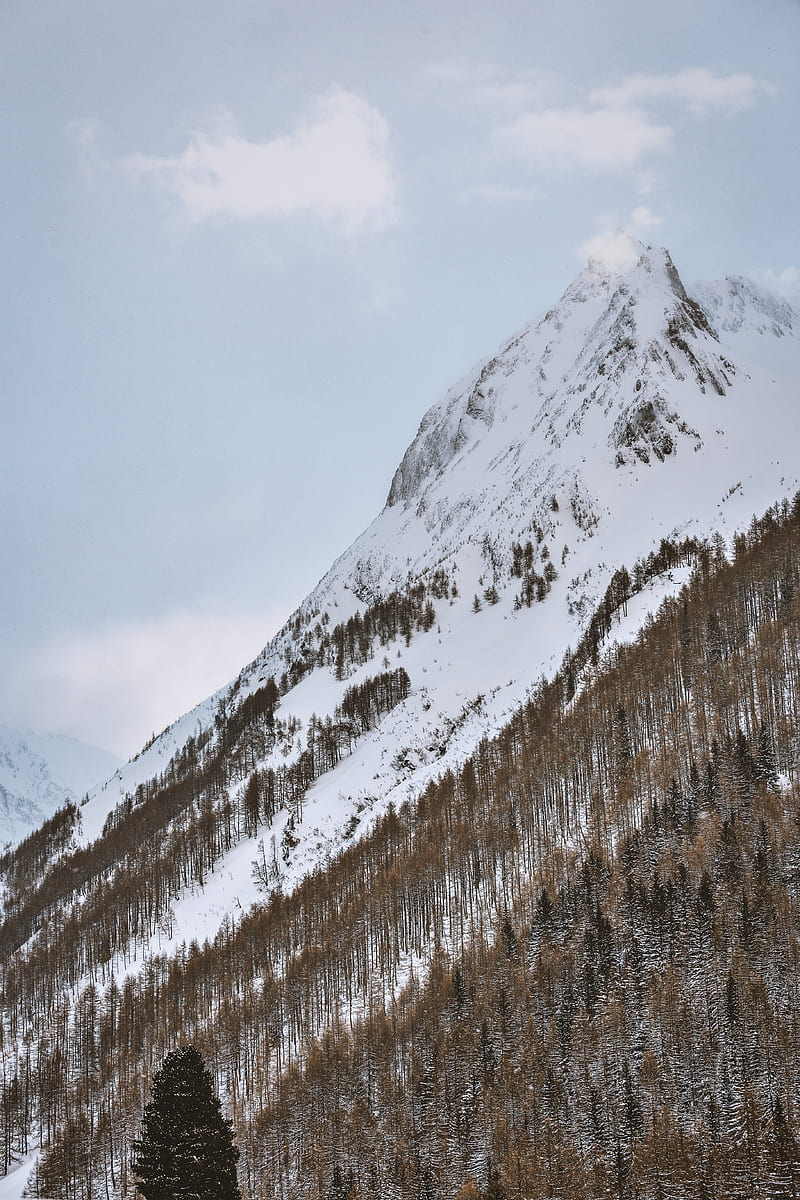 mountain, snowy, trees, snow, winter, HD phone wallpaper