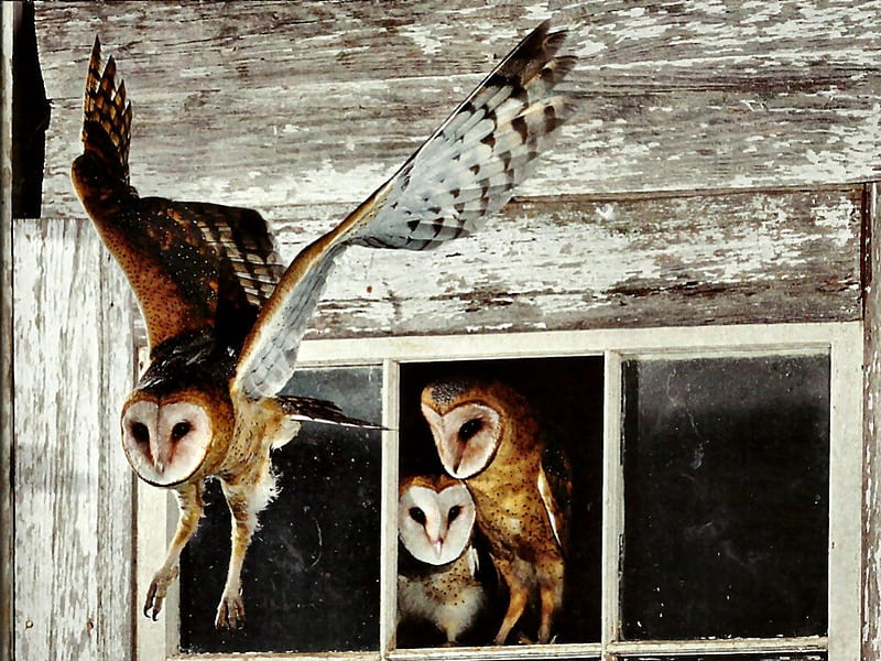 Barn Owl Family 2, graphy, bird, avian, wildlife, raptor, barn owl, animal, HD wallpaper
