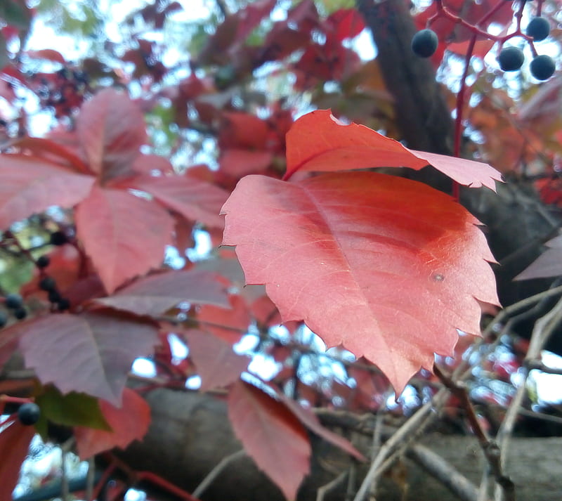 Sonbahar, agac, fall and winter, kis, tree, yaprak, HD wallpaper