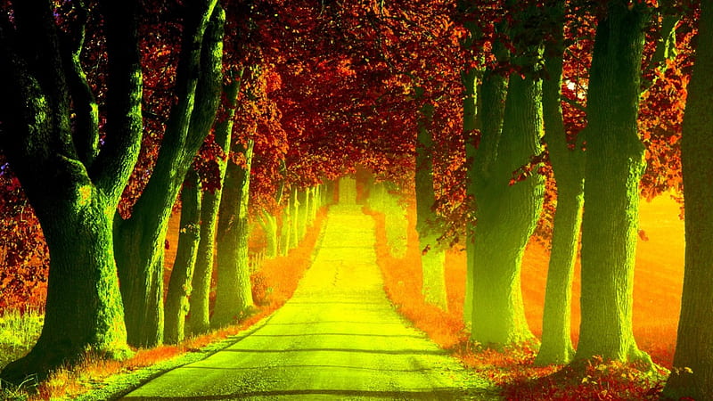 FOREST PATH, autumn, sunrise, morning, road, trees, sweden, fog, HD  wallpaper | Peakpx