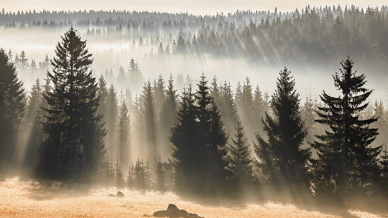 Forest With Fir Trees And Fog Winter, HD wallpaper