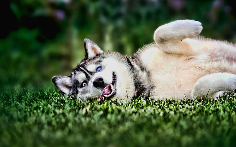 Husky Dog, lawn, cute animals, summer, close-up, R, pets, bokeh, Siberian Husky, dogs, Husky, HD wallpaper