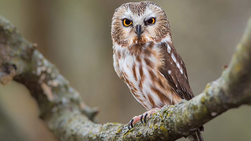 Yellow Black Eyes Brown White Owl Is Standing On Algae Covered Tree Branch Owl, HD wallpaper