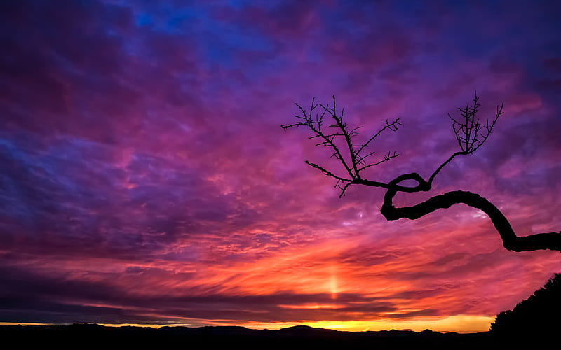 Tree Silhouette At Sunset, HD wallpaper