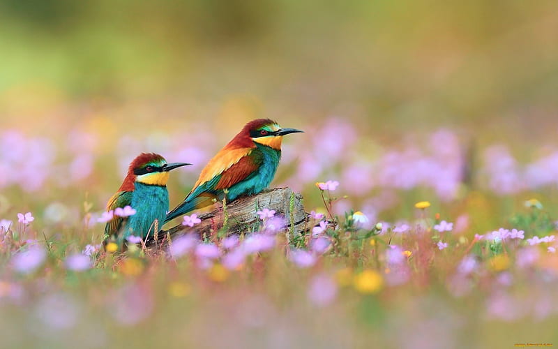 European Bee-eaters, colorful grass, beautiful grasslands, graphy, nice, multicolor, wildflowers, flowers, beauty, fields, feathers, animals, amazing multi-coloured, wings, , view, colors, birds, cute, cool, awesome, hop, HD wallpaper