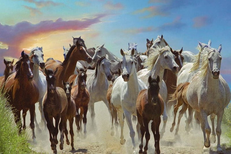 Horse herd, skies, herd, running, dust, horse, HD wallpaper