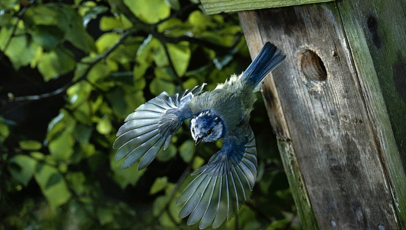 Bluejay, wildlife, birds, animals, HD wallpaper