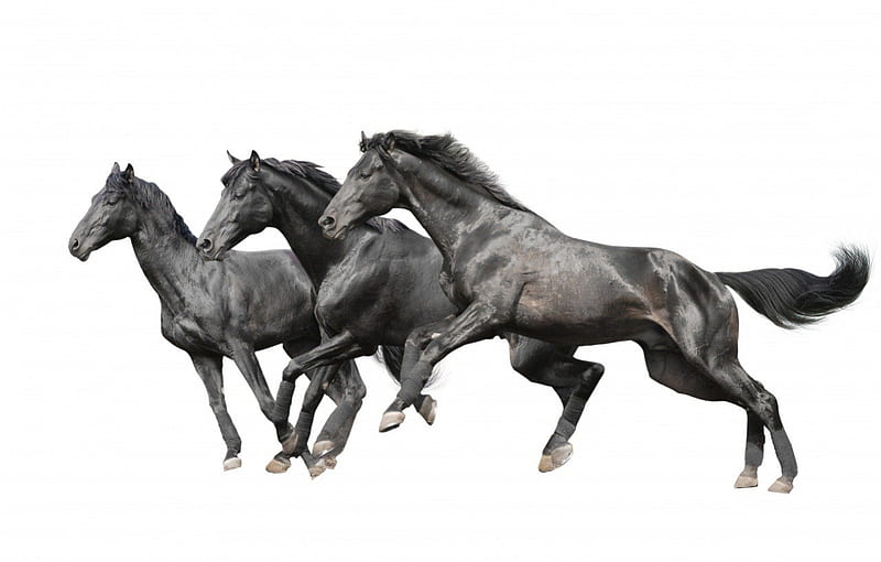 Horses, draft horse, art, running, animal, fast, HD wallpaper
