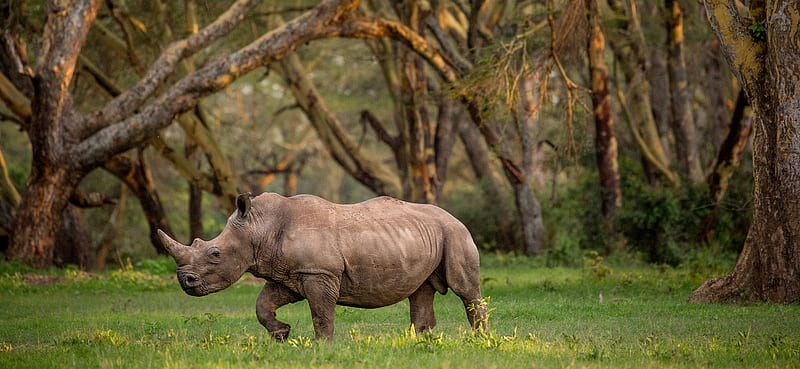 Rhino - Never Settle, buck, bucks, deer, elk, hunting, real, rhinoceros, tail, tree, white, HD wallpaper