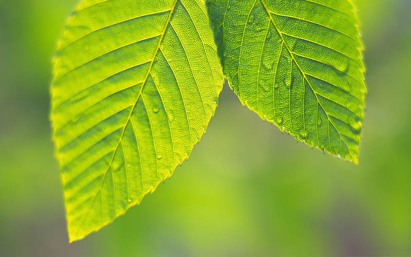 tree leaves-Plant close-up, HD wallpaper