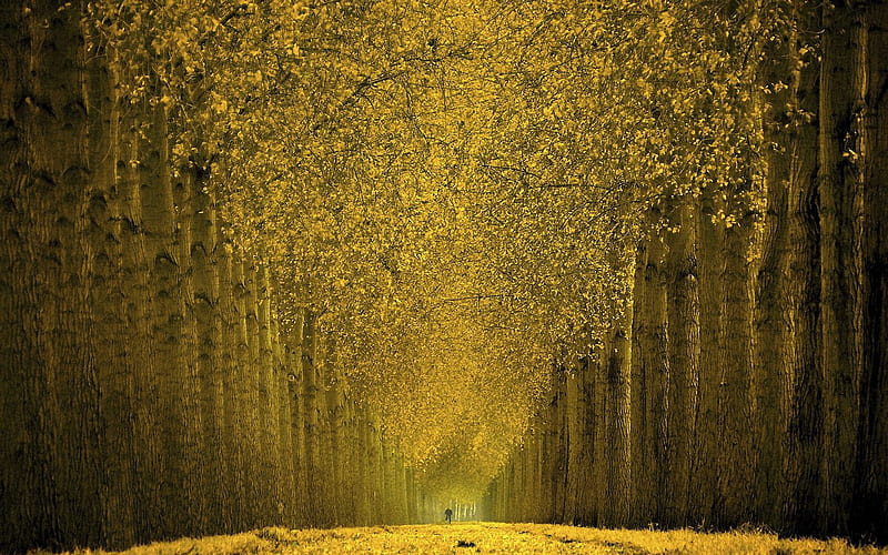 Autumn tree-lined trail- Autumn Landscape, HD wallpaper
