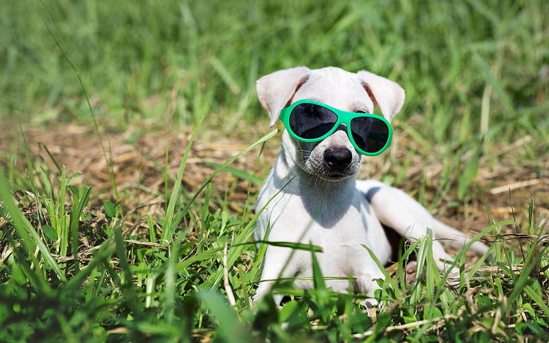 little white puppy, dog in sunglasses, funny animals, dogs, HD wallpaper