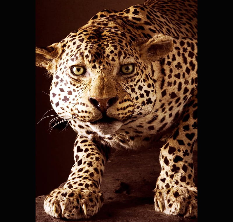 Leopard with diff spots, leopard, 3d, cool, cat, animals, HD wallpaper |  Peakpx