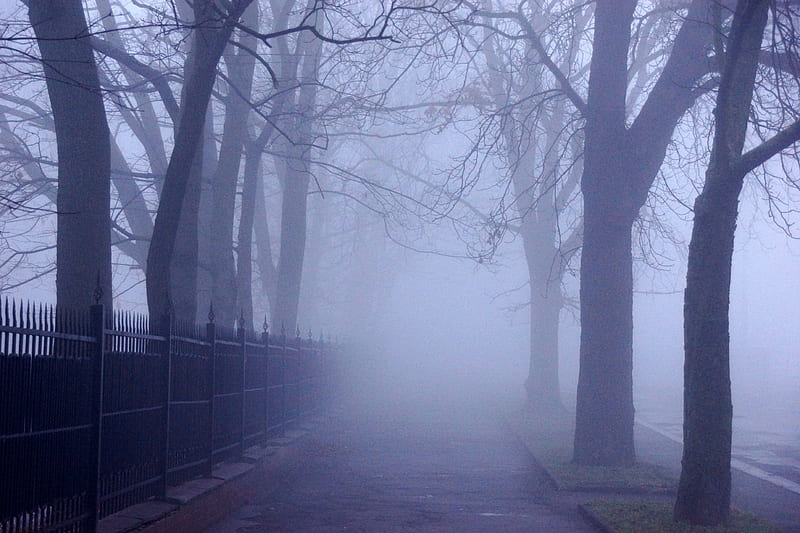 A foggy day, mystic, fog, landscape, mist, HD wallpaper