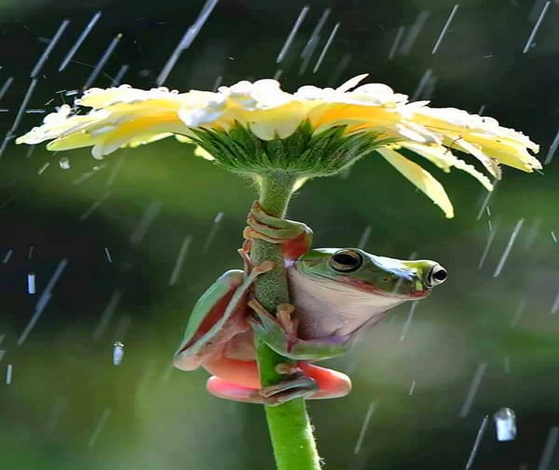 Out of the rain, flower, yellow, frog, rain, HD wallpaper