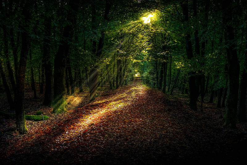 fall, trees, sunlight, Nature, HD wallpaper