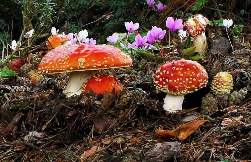 Fly Agaric and Flowers, forest, mushrooms, nature, blooms, HD wallpaper