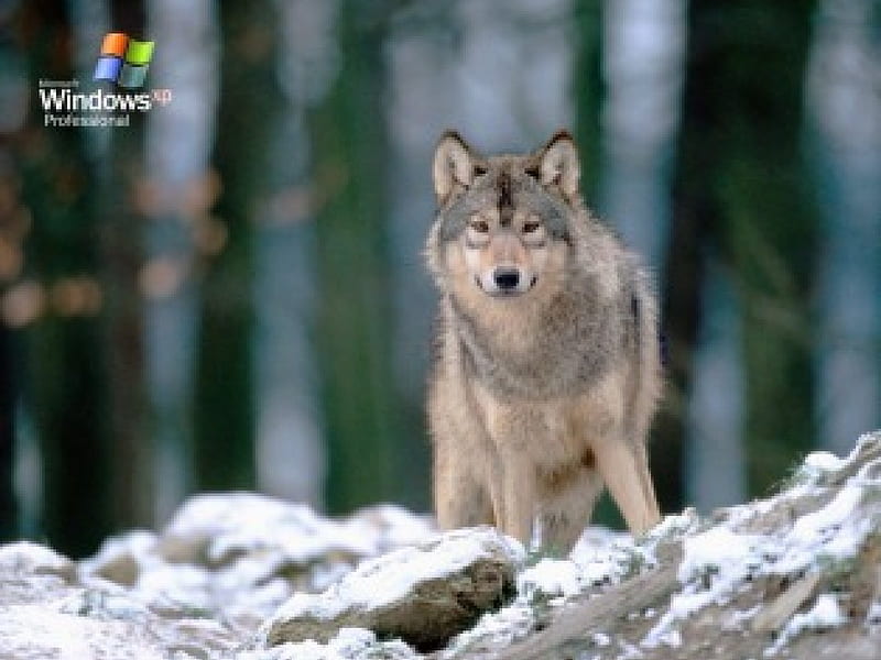 A Wolf in The Woods, Looking, Wolve, Woods, Snow, HD wallpaper