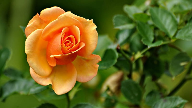 Rosa de color durazno f, romance, rosa, bonito, floral, grafía, amor,  ancha, Fondo de pantalla HD | Peakpx