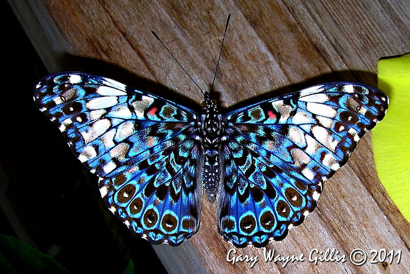 Blue Cracker Butterfly, spotted, butterfly, cracker, blue, HD wallpaper