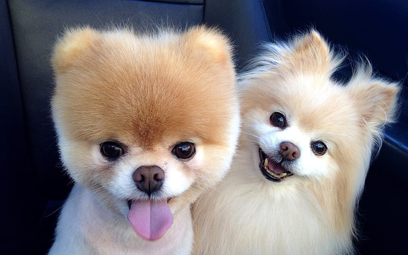 fluffy baby dogs