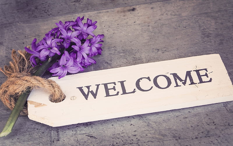 Welcome!, hyacinth, purple, welcome, flower, spring, white, card, HD wallpaper