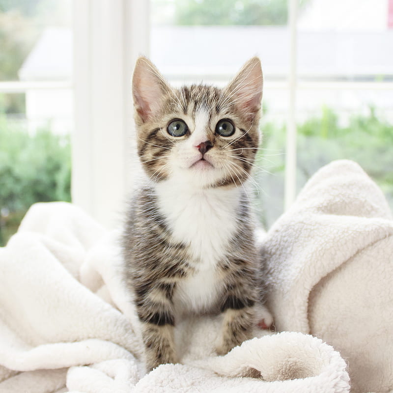 kitten, pet, glance, cute, fluffy, HD phone wallpaper