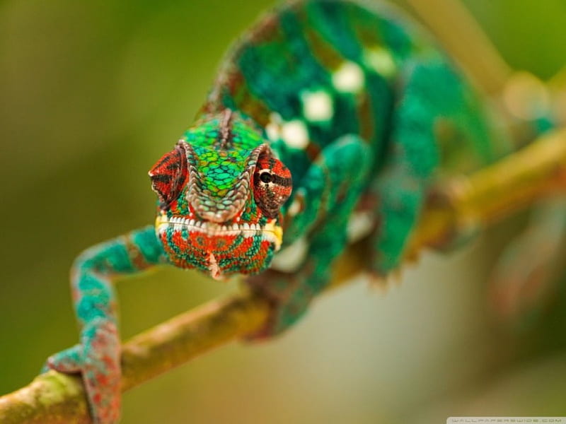 GOT PAINT?, colorful, bugs, animal, close up, chameleon, macro, wild, nature, insects, HD wallpaper