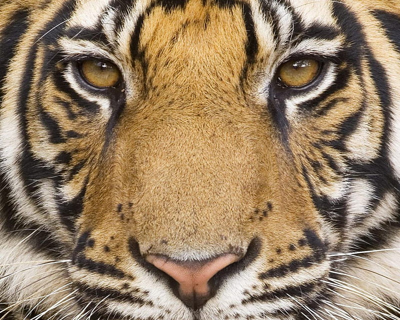 tigers face, stripes, face, tiger, whiskers, HD wallpaper