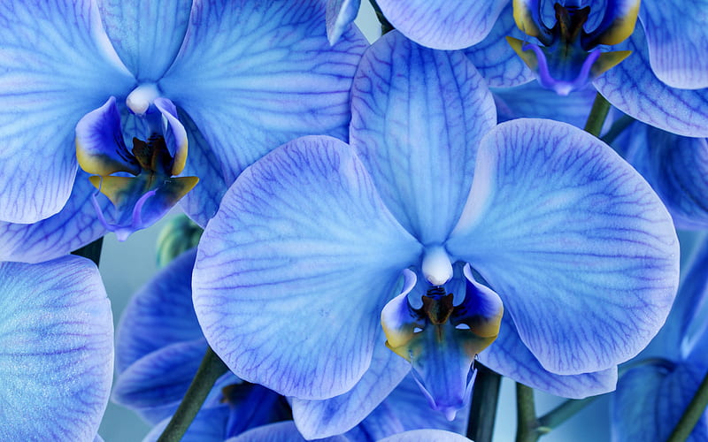 blue orchids, background with orchids, beautiful blue flowers, orchids, tropical flowers, HD wallpaper