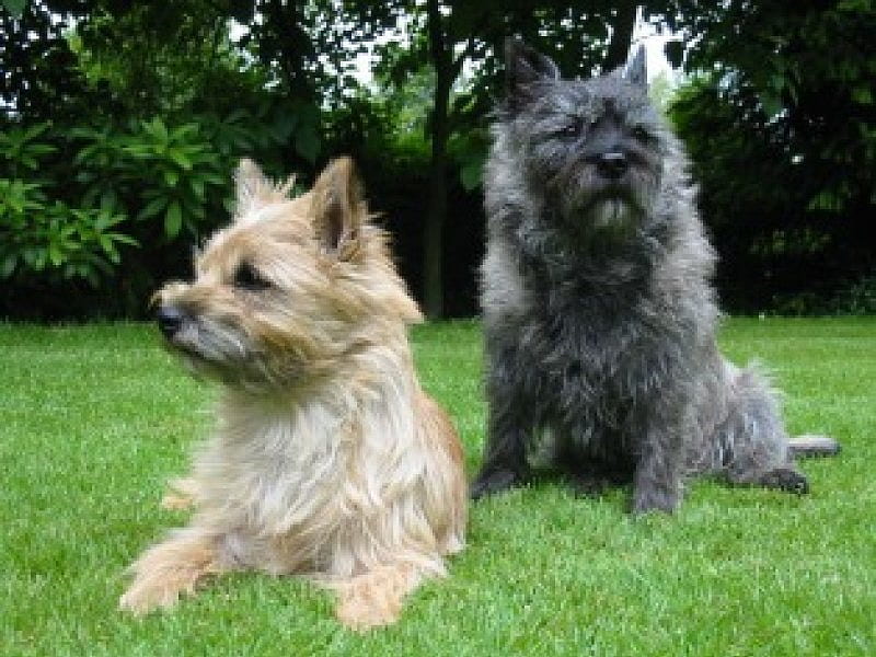 Cairn Terriers, trees, dogs, 2 cairn terriers, grassy lawn, HD wallpaper