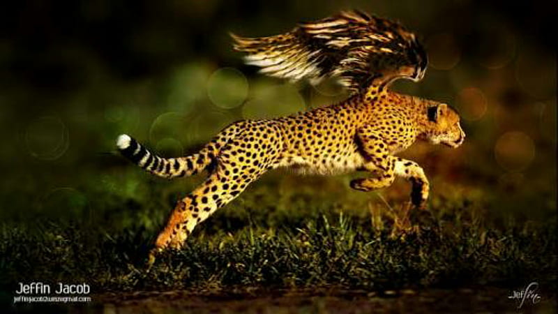 águila, jaguar, leopardo, corriendo, Fondo de pantalla HD | Peakpx