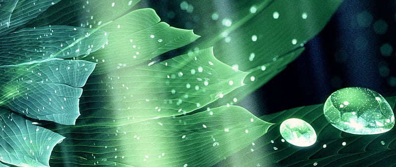 Water drops, green, black, dew, leaf, HD wallpaper