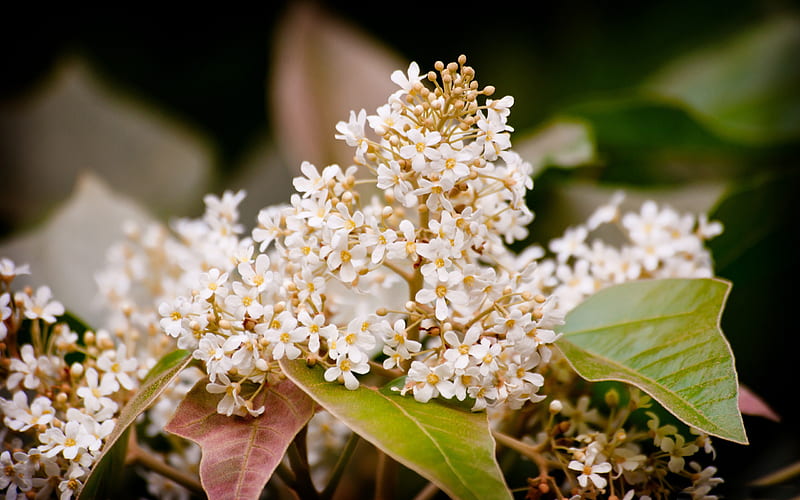 kukui flowers close up-Amazing flowers graphy, HD wallpaper