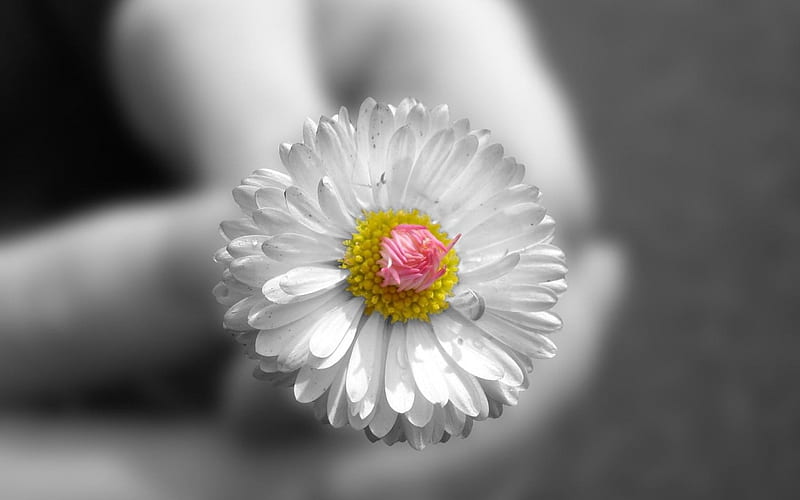 Small White Flower, flower, hand, white, small, HD wallpaper