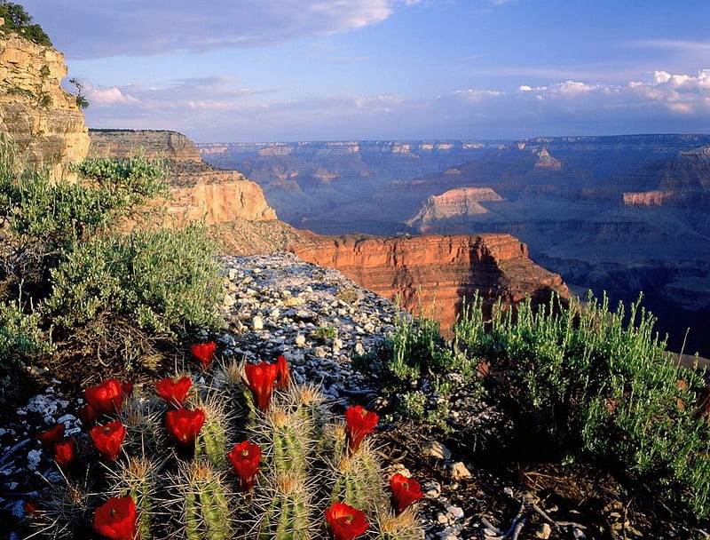 Claret Cup Cactus, claret, red, mountains, arizona, red flowers, flowers, cactus, grand canyon, HD wallpaper
