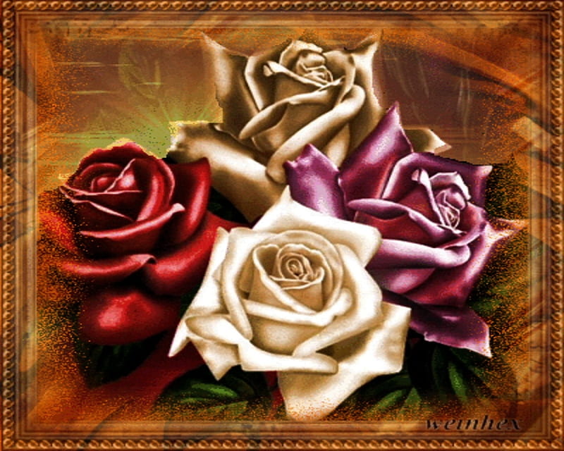 roses, red, gold, purple, rose, framed, white, HD wallpaper