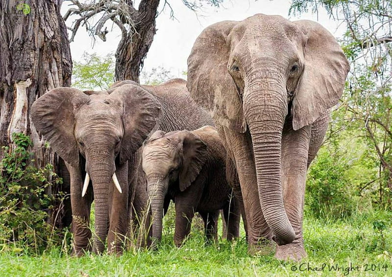 Elephants, zoo, elephant, jungle, wild life, baby elephant, HD wallpaper